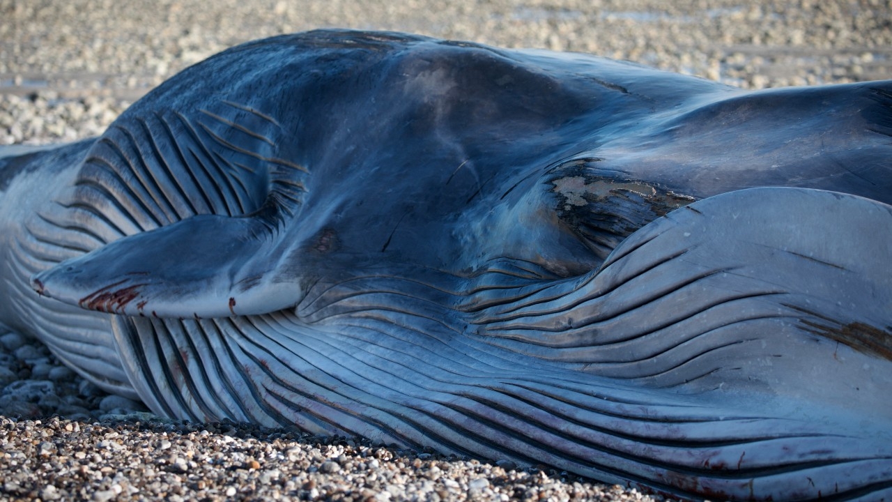 พบซากวาฬอย่างน้อย 4 ตัวถูกคลื่นซัดเกยตื้นชายฝั่งจังหวัดชิบะ อาจเกี่ยวกับคลื่นสึนามิหลังแผ่นดินไหว 