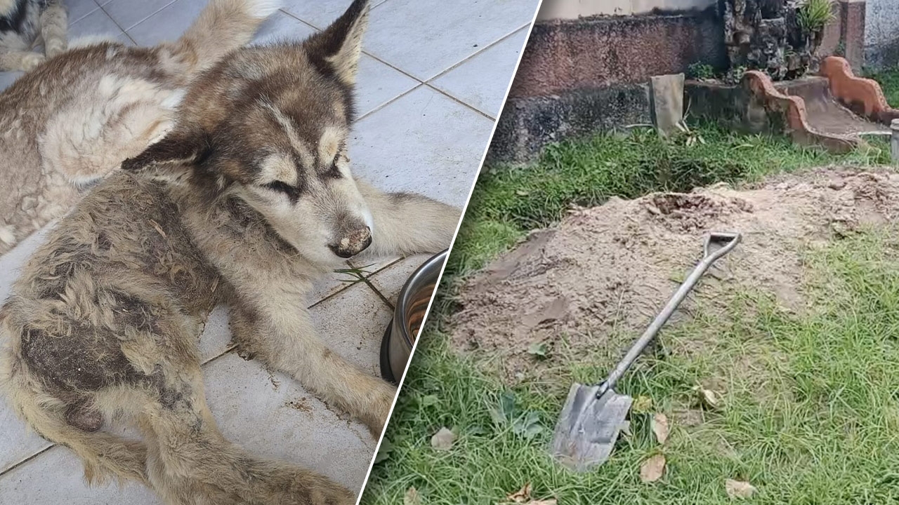สะเทือนใจคนรักสัตว์ "สุนัขไซบีเรียน" ถูกเจ้าของฝังดินทั้งเป็น ในสวนหลังบ้าน