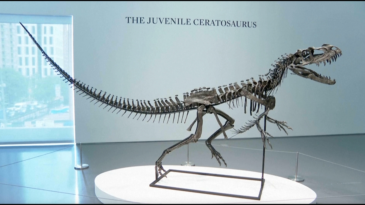 ไดโนเสาร์วัยละอ่อน "เซราทอโทซอรัส" ถูกประมูลหลักพันล้าน สูงเป็นประวัติการณ์