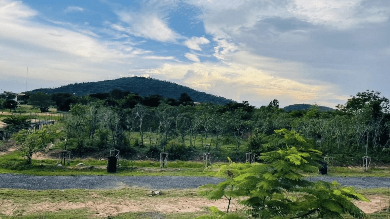 เชิญชวนปลูกต้นไม้ ณ เขาขยาย เนื่องในโอกาสวันเฉลิมพระชนมพรรษา 12 สิงหาคม