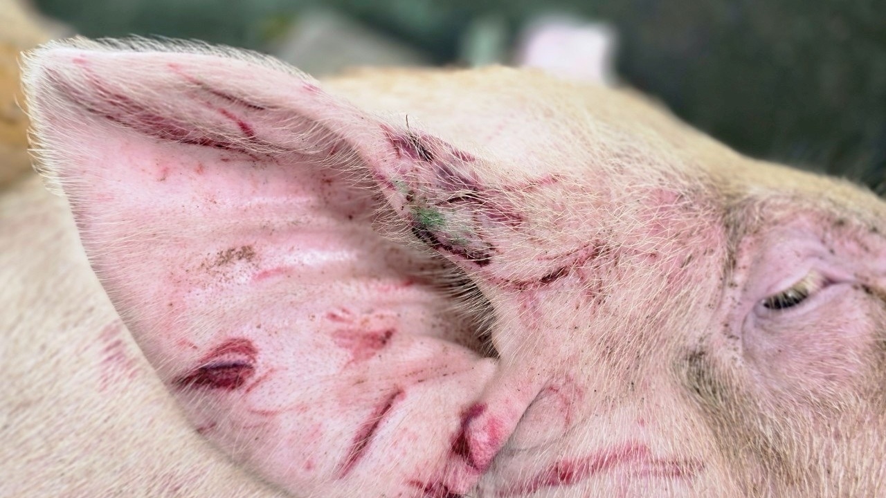 หมูกระโดดลงรถกระบะ หนีตายถูกพาเข้าโรงฆ่าสัตว์ พระครูอ๊อด ช่วยไถ่ชีวิต