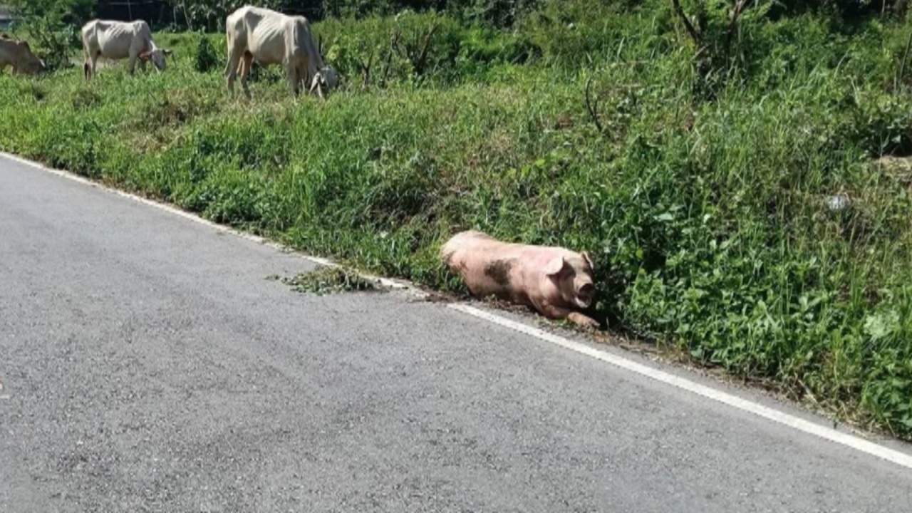 "หมูขาหัก" นอนเจ็บอยู่ข้างทาง คาดตกจากรถขณะส่งโรงเชือด พระเวทนา อาสารับไปดูแล