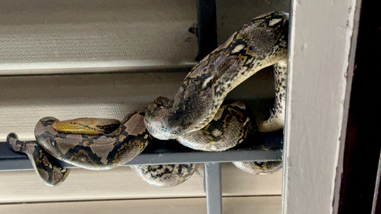 เจ้าของบ้านผวา "งูเหลือมยักษ์" ยาว 5 เมตรบุกบ้านรัดแมวตาย 2 ตัว