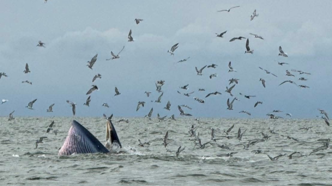 เปิดภาพความสมบูรณ์ ครอบครัว "วาฬบรูด้า" กว่า 10 ตัว โผล่หากิน แถวหาดบางแสน