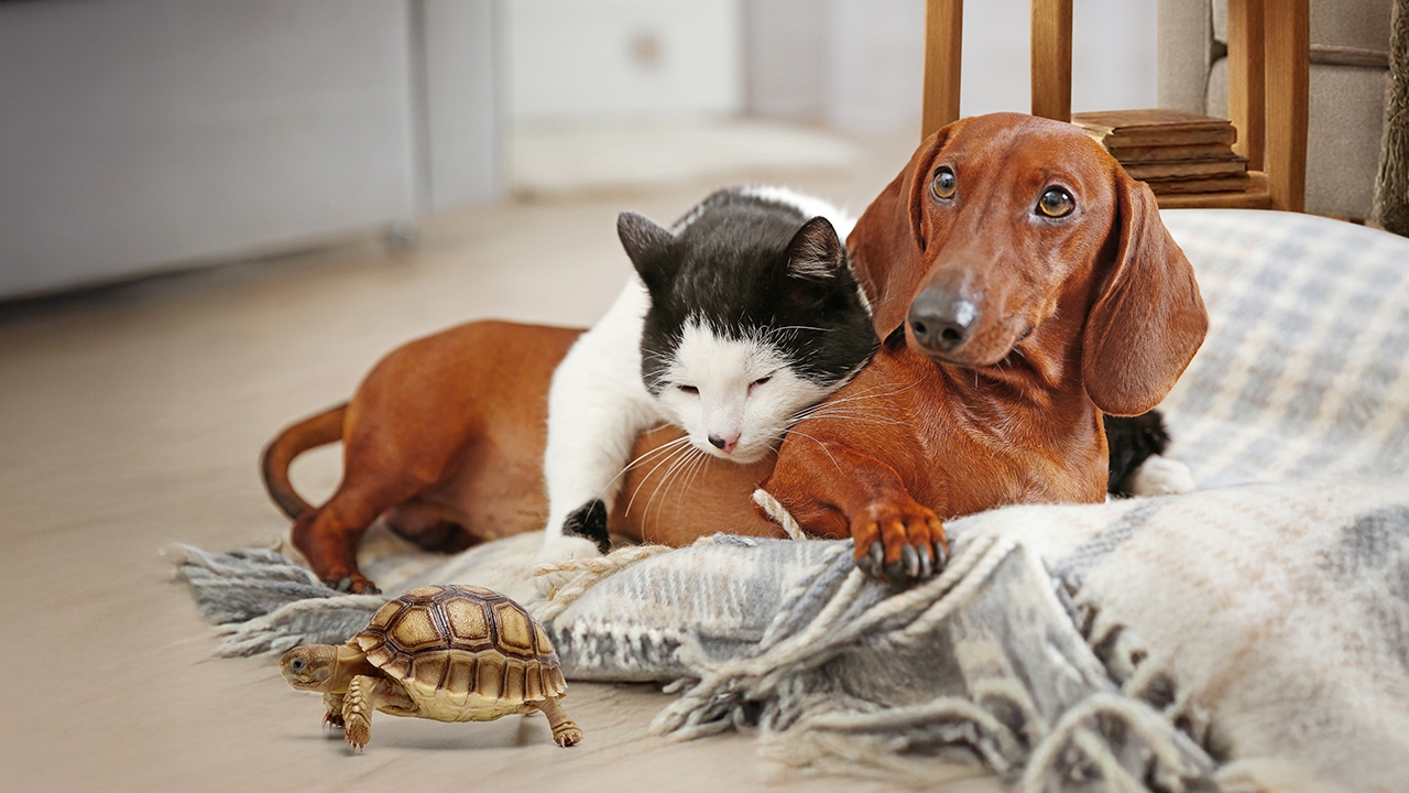 สัตว์เลี้ยงนำโชค สัตว์นำโชค สัตว์มงคลนำความสุขสำเร็จมาสู่คนเลี้ยง