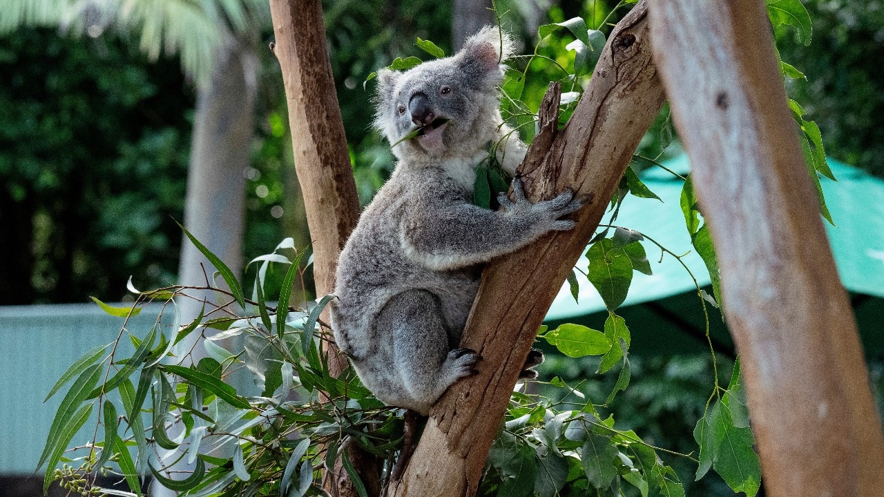 ออสเตรเลียอนุมัติวัคซีนรักษาโรคหนองในเทียมสำหรับโคอาลา 