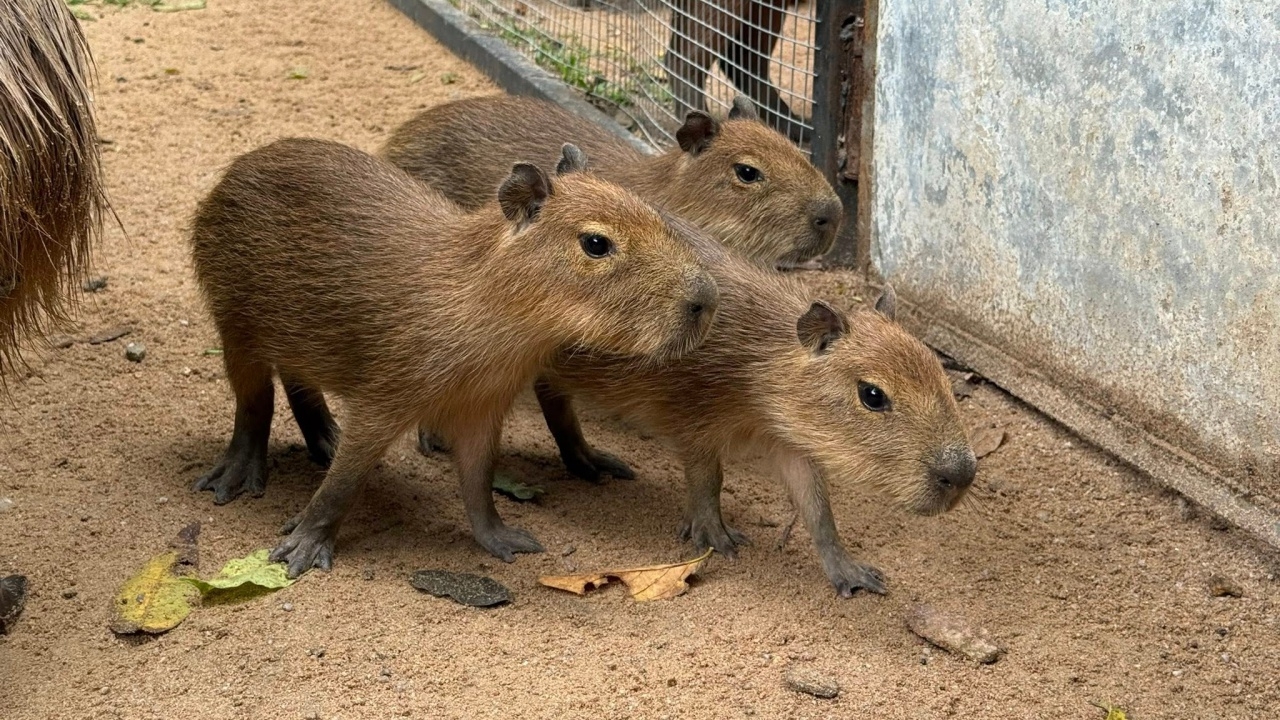 ได้ชื่อแล้ว "กิง ก่อง แก้ว" ลูกคาปิบารา 3 ตัวตึง แห่งสวนสัตว์เปิดเขาเขียว