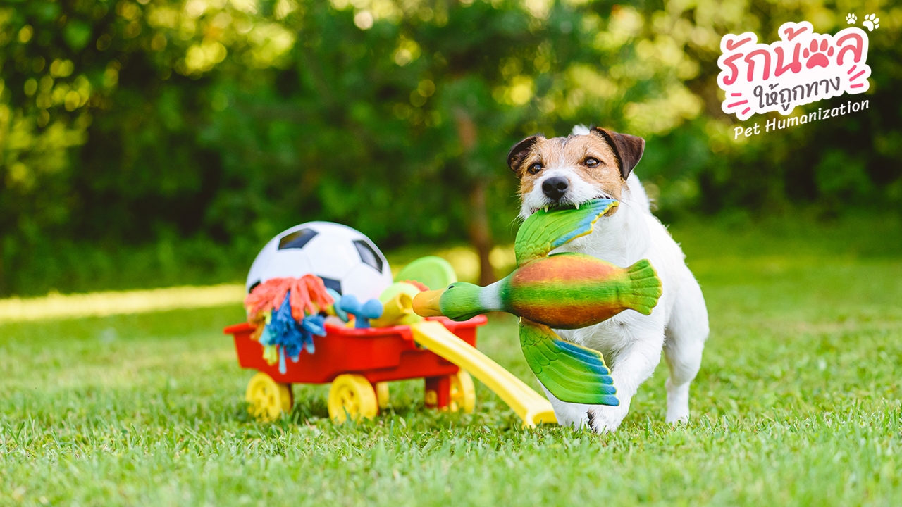 เช็กลิสต์ 10 ไอเทมที่ต้องมีให้พร้อมก่อนรับน้องหมา-น้องแมวเข้าบ้าน