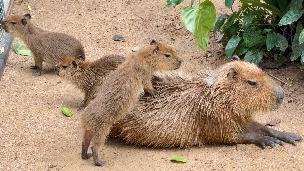 เปิดภาพความน่ารัก "กิง ก่อง แก้ว" 3 จิ๋วคาปิบารา เซเลบตัวตึงของสวนสัตว์เขาเขียว