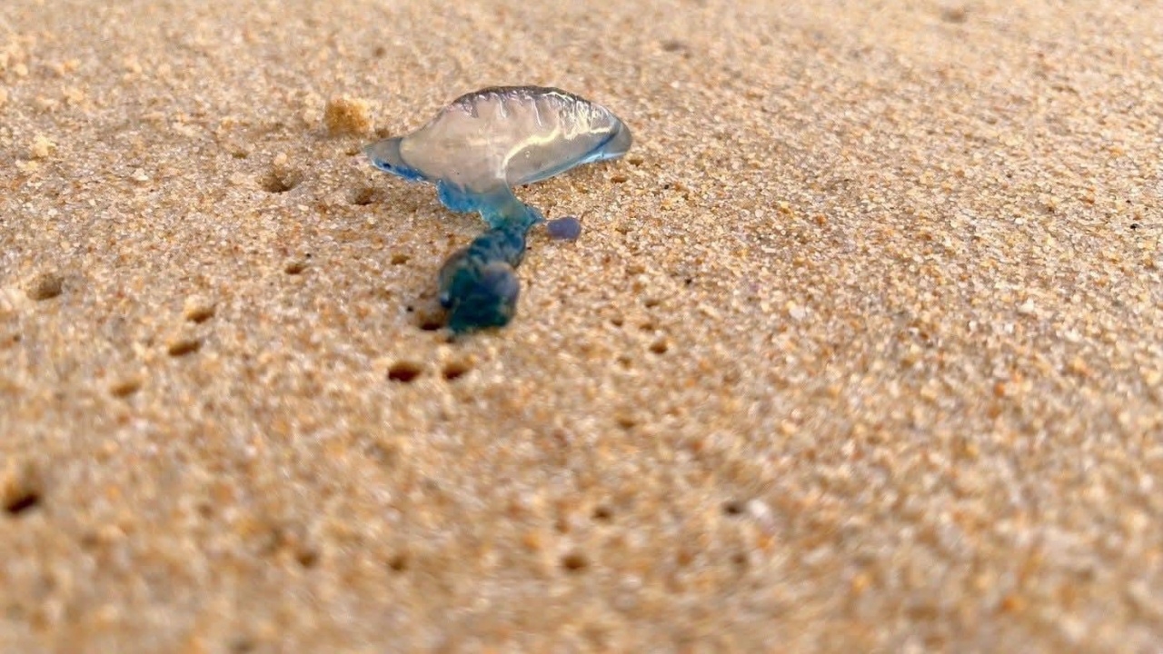 เตือนระวังพิษร้ายแรง แมงกะพรุนหัวขวด โผล่ริมหาดทะเลภูเก็ต 