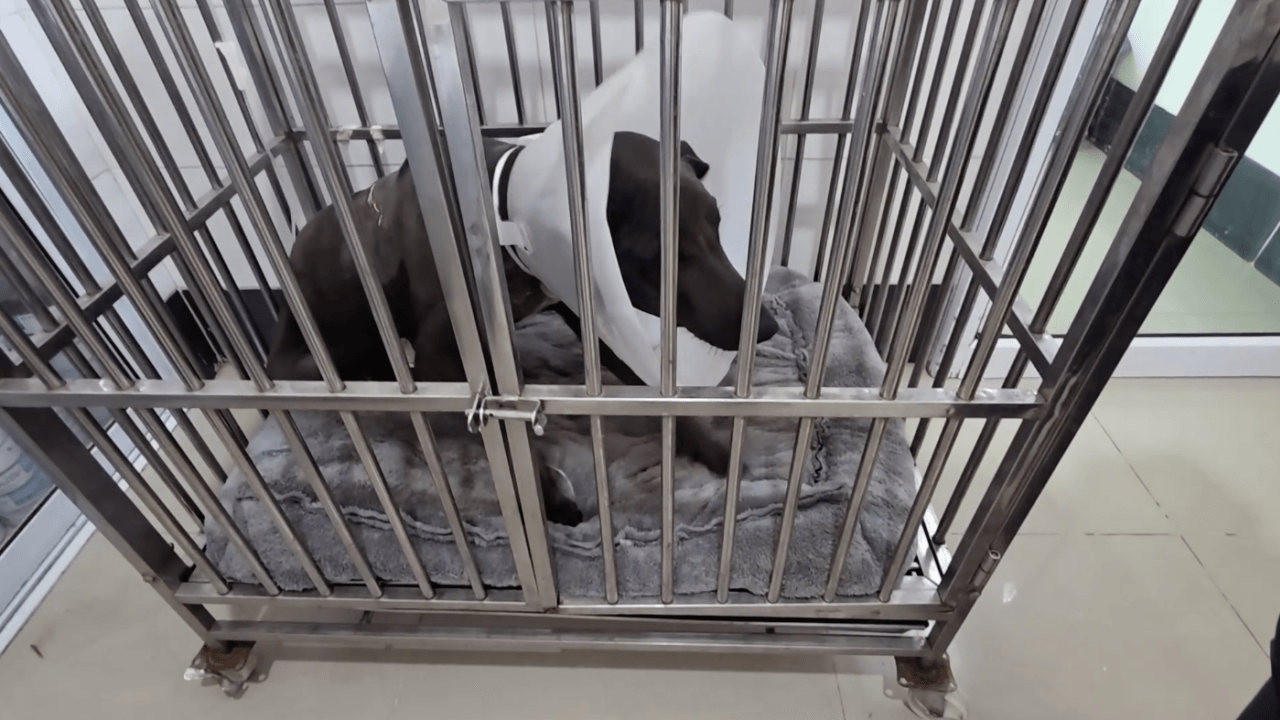 วอนคนช่วยเหลือ "สุนัขจรจัด" ถูกฉมวกยิงปักหลังทะลุอก ล่าสุดอาการปลอดภัยแล้ว