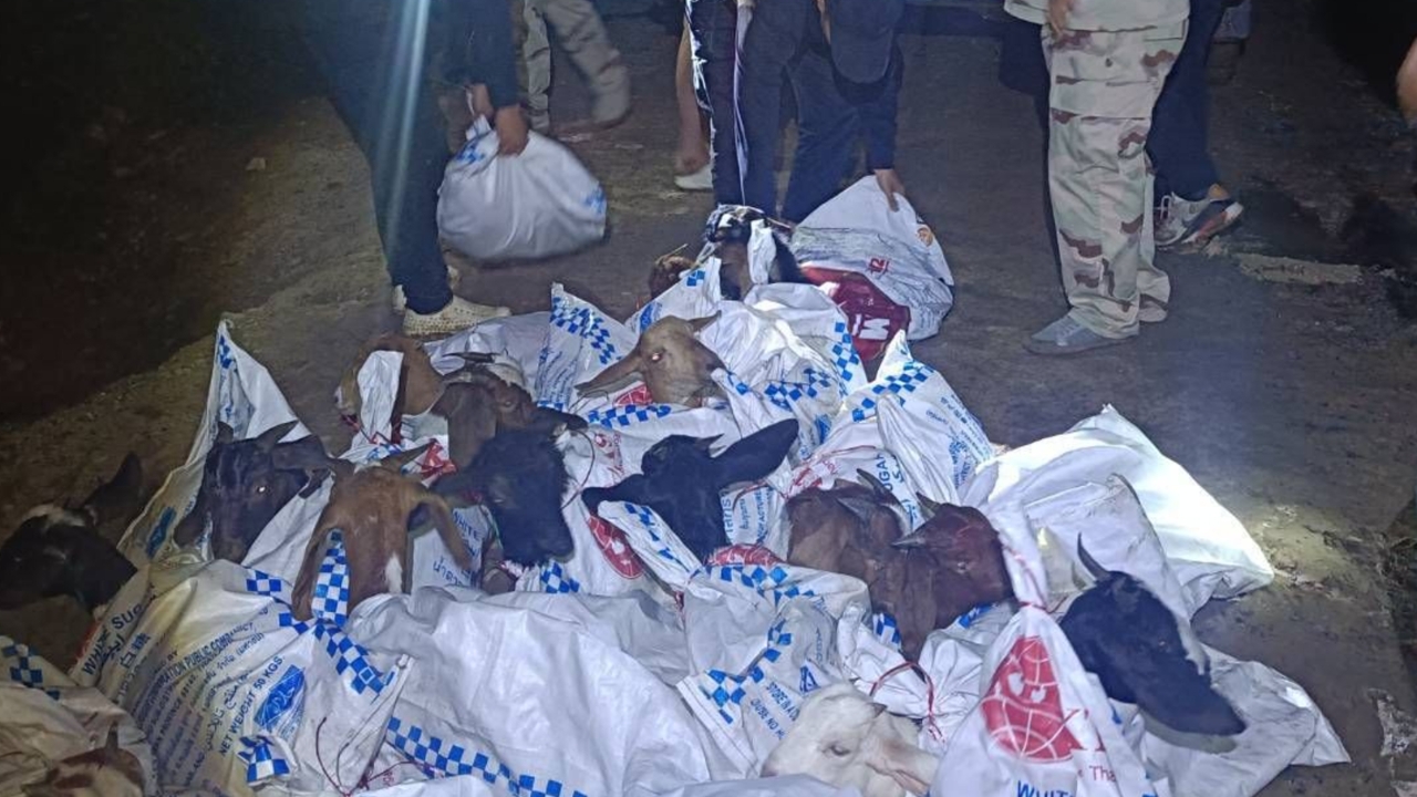 จับแพะของแท้ ทหารพรานยึดแพะ 30 ตัว เตรียมข้ามแม่น้ำเหืองไปยัง สปป.ลาว