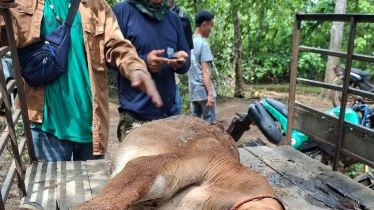 โจรฆ่าวัว เฉือนขา ควักเครื่องใน ทิ้งซากอีกครึ่งตัวให้เจ้าของดูต่างหน้า