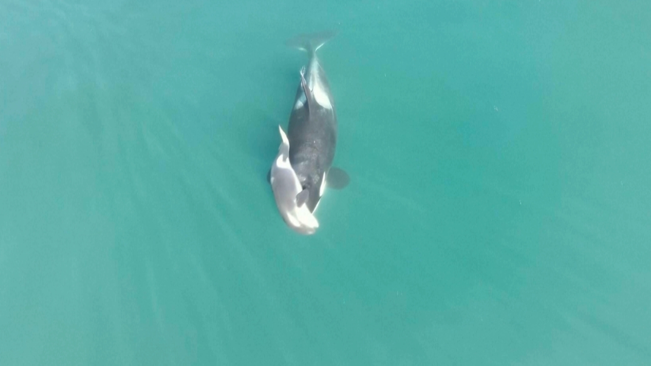 แม่วาฬเพชฌฆาตใจสลายแบกศพลูกน้อยว่ายวนในทะเลสหรัฐฯ