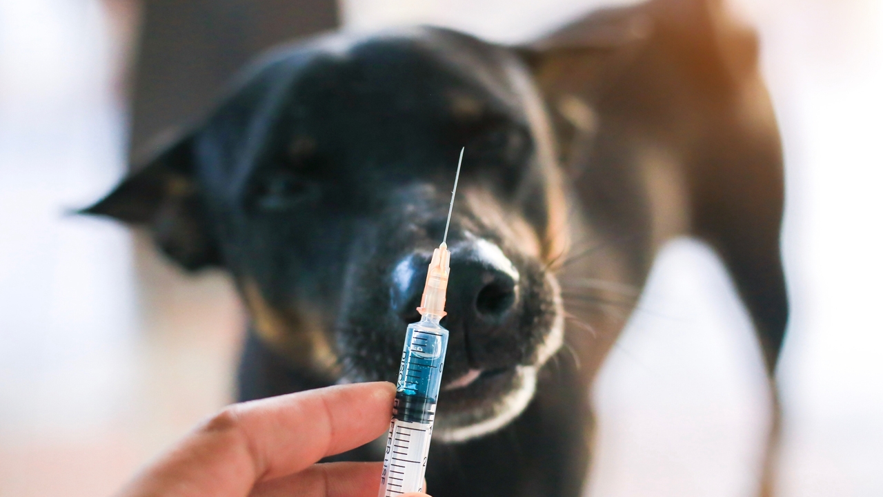 11 จุดเสี่ยงสอบสวนโรคพิษสุนัขบ้า ย้ำเจ้าของพาสัตว์ไปฉีดวัคซีน