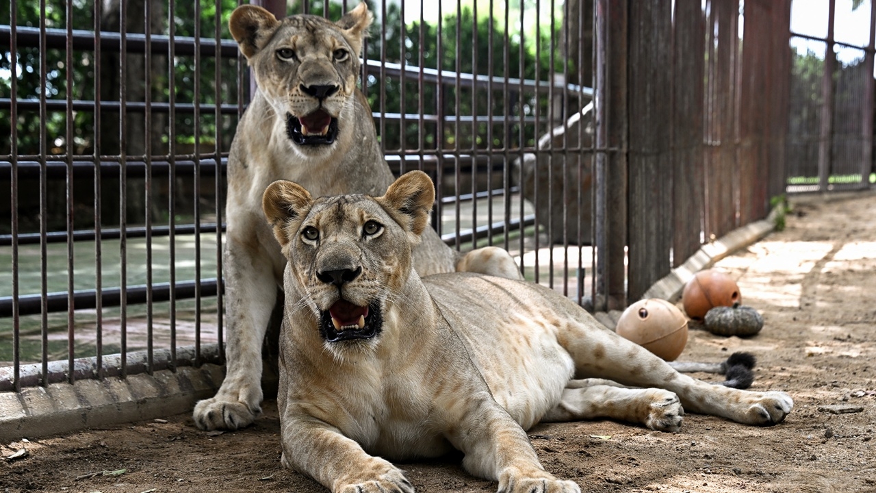 สื่อนอกตีข่าว ฝูงสิงโตรุมขย้ำ จนท.สวนสัตว์ในไทยจนเสียชีวิต