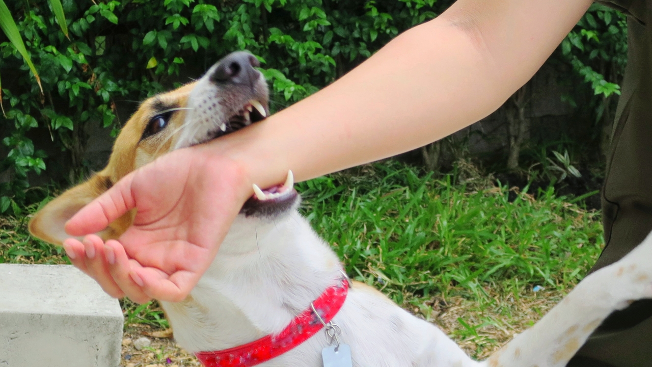 โดนหมา-แมว ข่วน กัด ต้องฉีดวัคซีนพิษสุนัขบ้าทุกครั้งหรือไม่ มีขั้นตอนอย่างไร