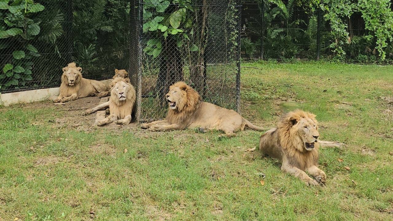 กรมอุทยานฯ สั่งกักตัว 5 สิงโต เพื่อปรับพฤติกรรม หวั่นชินกับการทำร้ายมนุษย์