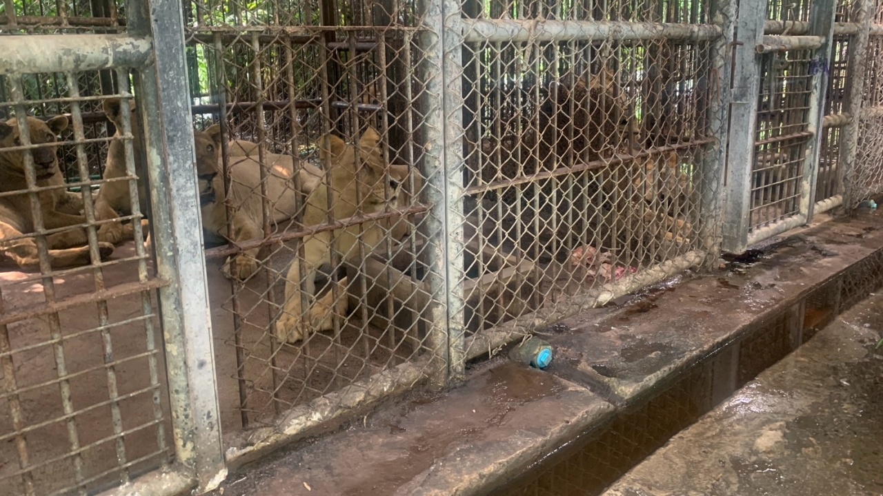 เปิดสภาพ 5 สิงโต ถูกขังกรง หลังขย้ำเจ้าหน้าที่ซาฟารีฯ เสียชีวิต