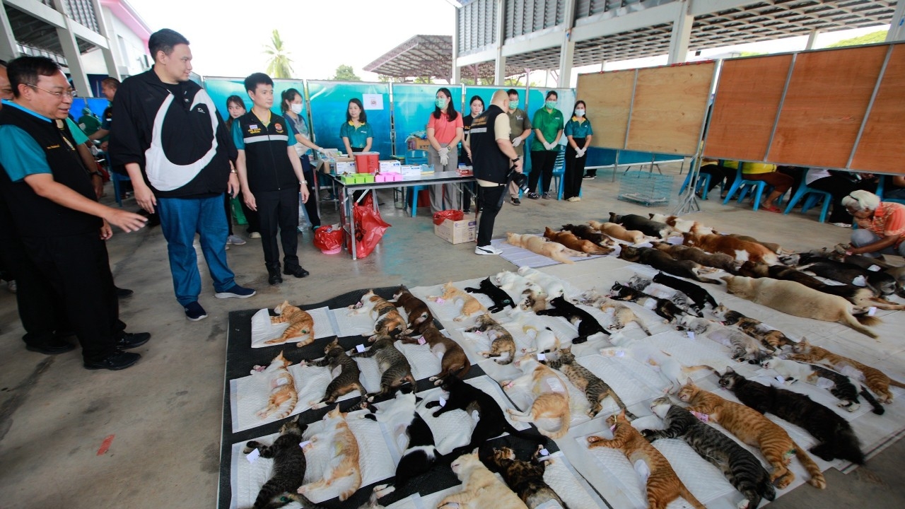 กรมปศุสัตว์ เร่งผ่าตัดทำหมันสุนัข-แมว คุมโรคพิษสุนัขบ้า