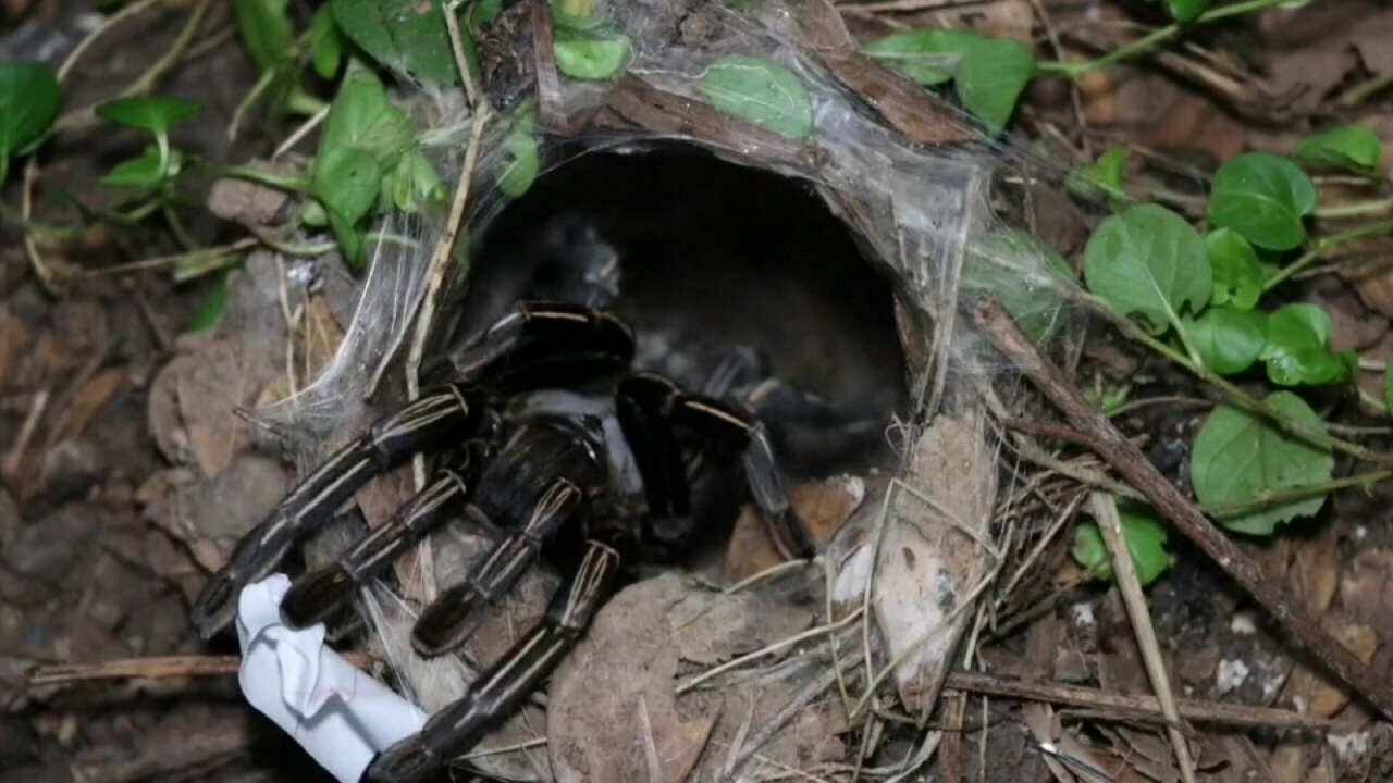 คอหวยทำพิธีขอโชค "พญาบึ้ง" ไม่ผิดหวังได้เลขเด็ดเสี่ยงทาย งวด 16/9/68