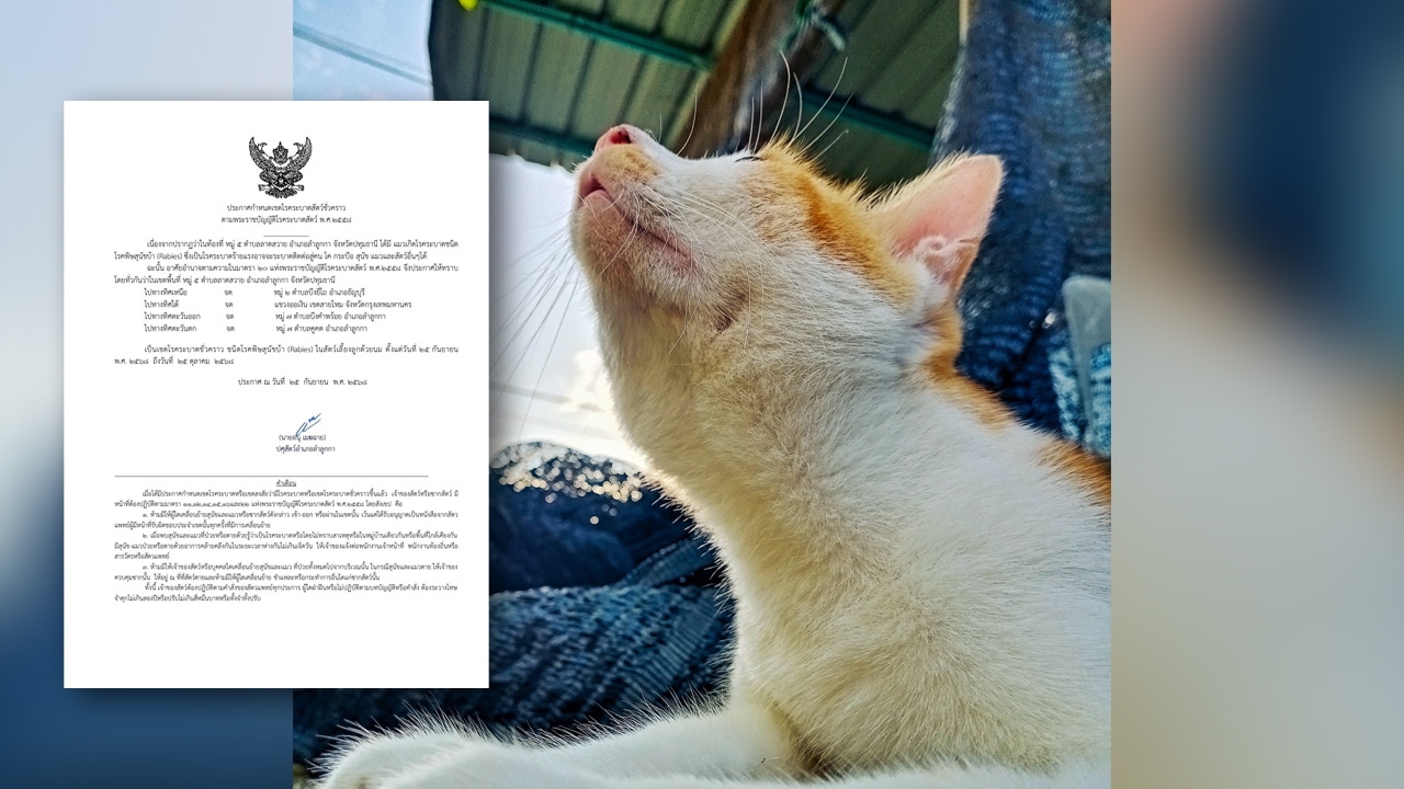 พบแมวป่วย "พิษสุนัขบ้า" กำหนดเขตโรคระบาดชั่วคราว ใน กทม.-ปทุมธานี