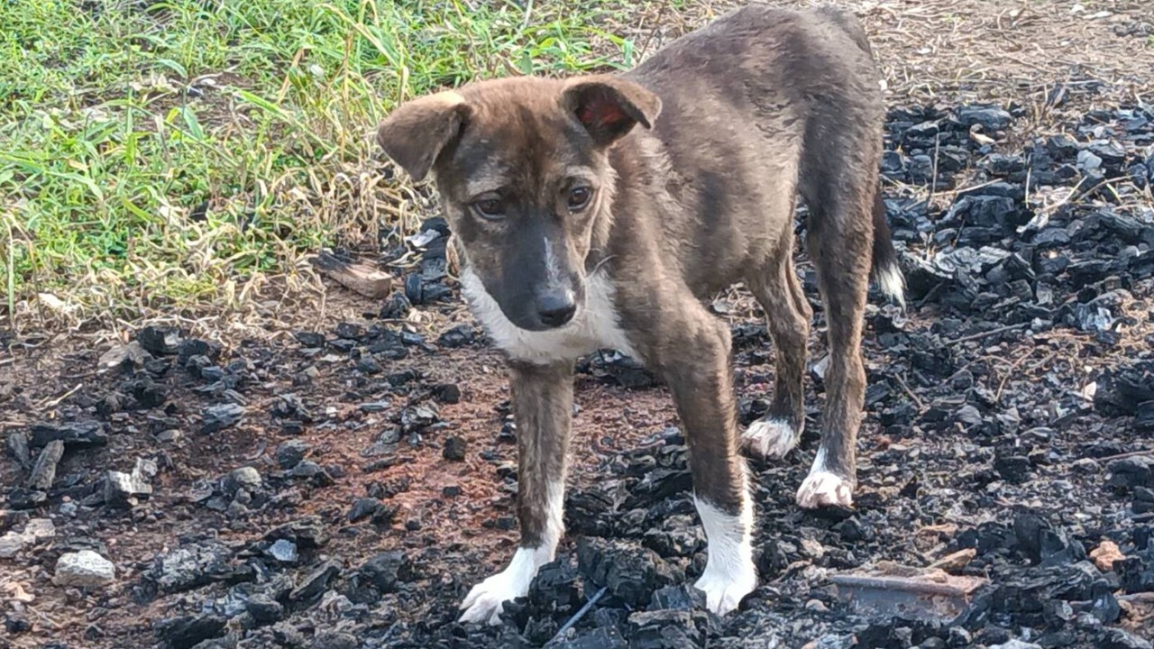 สลดใจ หลวงตาจมน้ำมรณภาพ หมาน้อยว่ายน้ำขึ้นหลัง เฝ้าศพไม่ห่าง