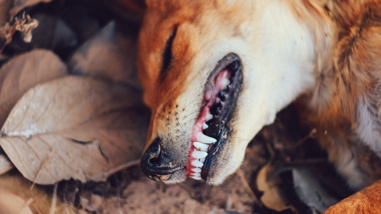 กำหนดเขตโรคระบาดพิษสุนัขบ้า หลังพบแมวป่วย เจ้าของสัตว์ต้องรู้ ทำอะไรได้ไม่ได้