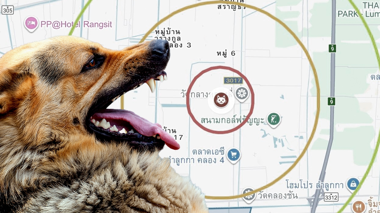 พิษสุนัขบ้าระบาดหนัก ปีนี้พบเพิ่มหลายเขตชานเมือง กรมปศุสัตว์แนะยึด “คาถา 5 ย.” 