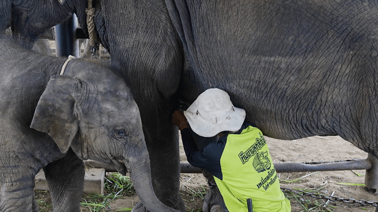 สวนนงนุชพัทยา เร่งส่ง "น้ำนมทองคำเหลว" ช่วย "น้องข้าวต้ม" ลูกช้างป่าพลัดหลง