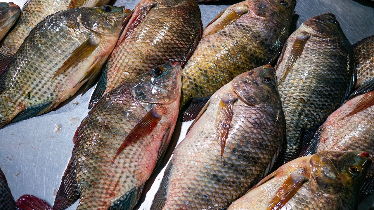 ปรอทกับปลานิล