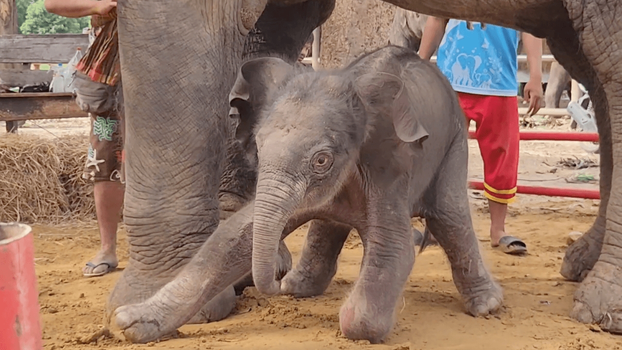 "ช้างเพนียดหลวง" คลอดลูกช้างเชือกที่ 2 ชาวบ้านเชื่อเป็นสัญญาณความเจริญรุ่งเรือง