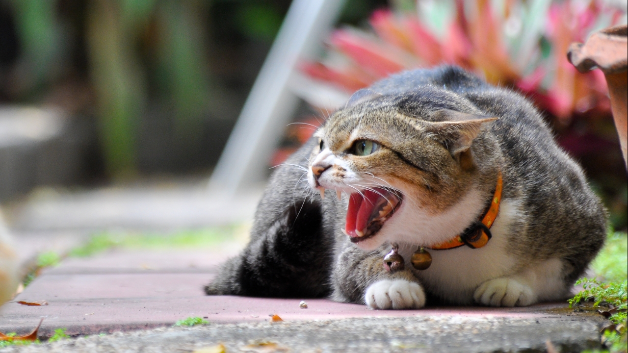 วิธีสังเกตอาการแมวบ้า หมาบ้า จากการติดเชื้อโรคพิษสุนัขบ้า