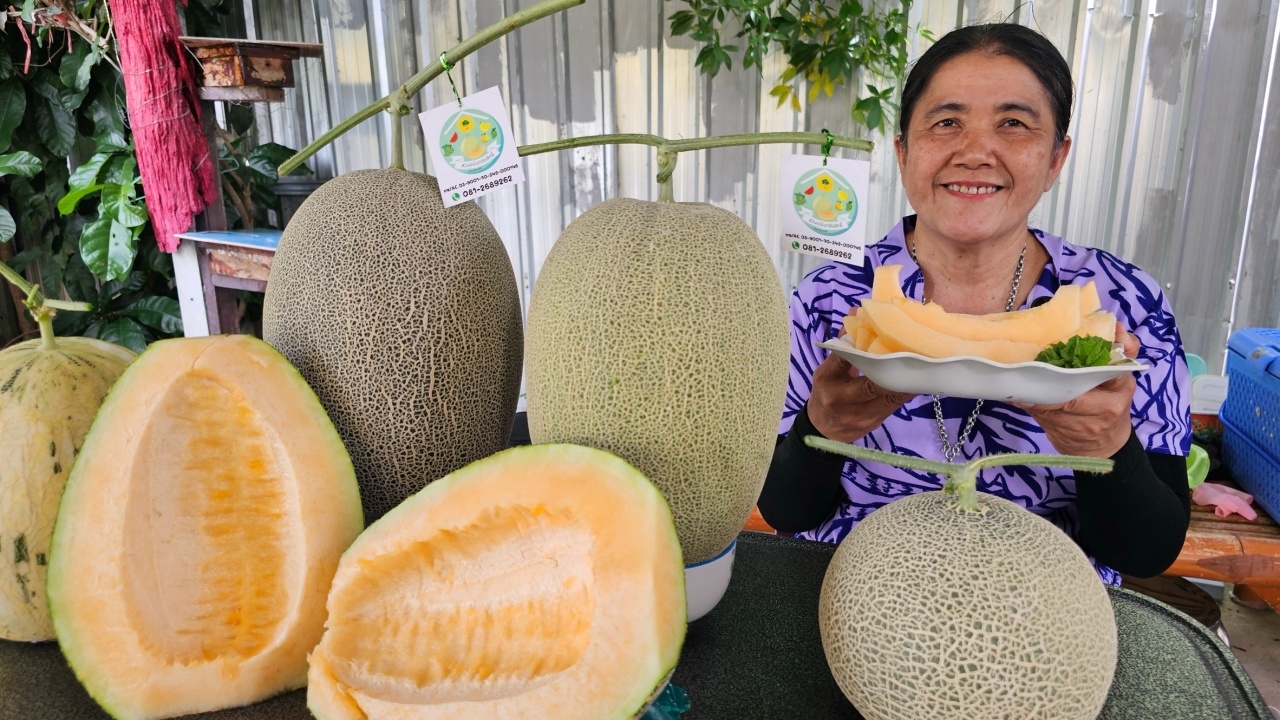 อดีตมนุษย์เงินเดือน ปลูกเมล่อน-องุ่นคุณภาพ มาตรฐาน GAP สู่รายได้ยั่งยืน 