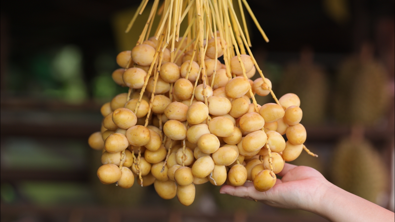 รู้จัก "อินทผาลัม" คืออะไร อินทผาลัมสด มีประโยชน์และโทษอย่างไรบ้าง