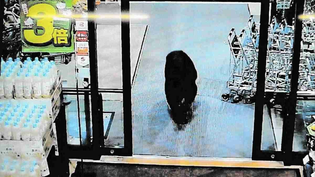 หมีบุกซูเปอร์มาร์เก็ตในญี่ปุ่น กัด-ข่วนลูกค้าบาดเจ็บ 2 ราย