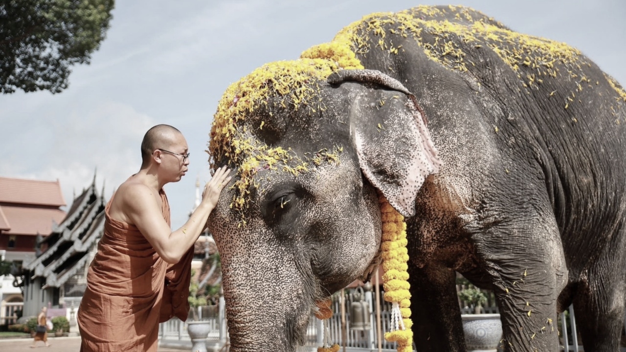ปิดตำนาน "พลายบุญแสน" ช้างมรดกของแผ่นดิน ล้มลงอย่างสงบในวัย 61 ปี