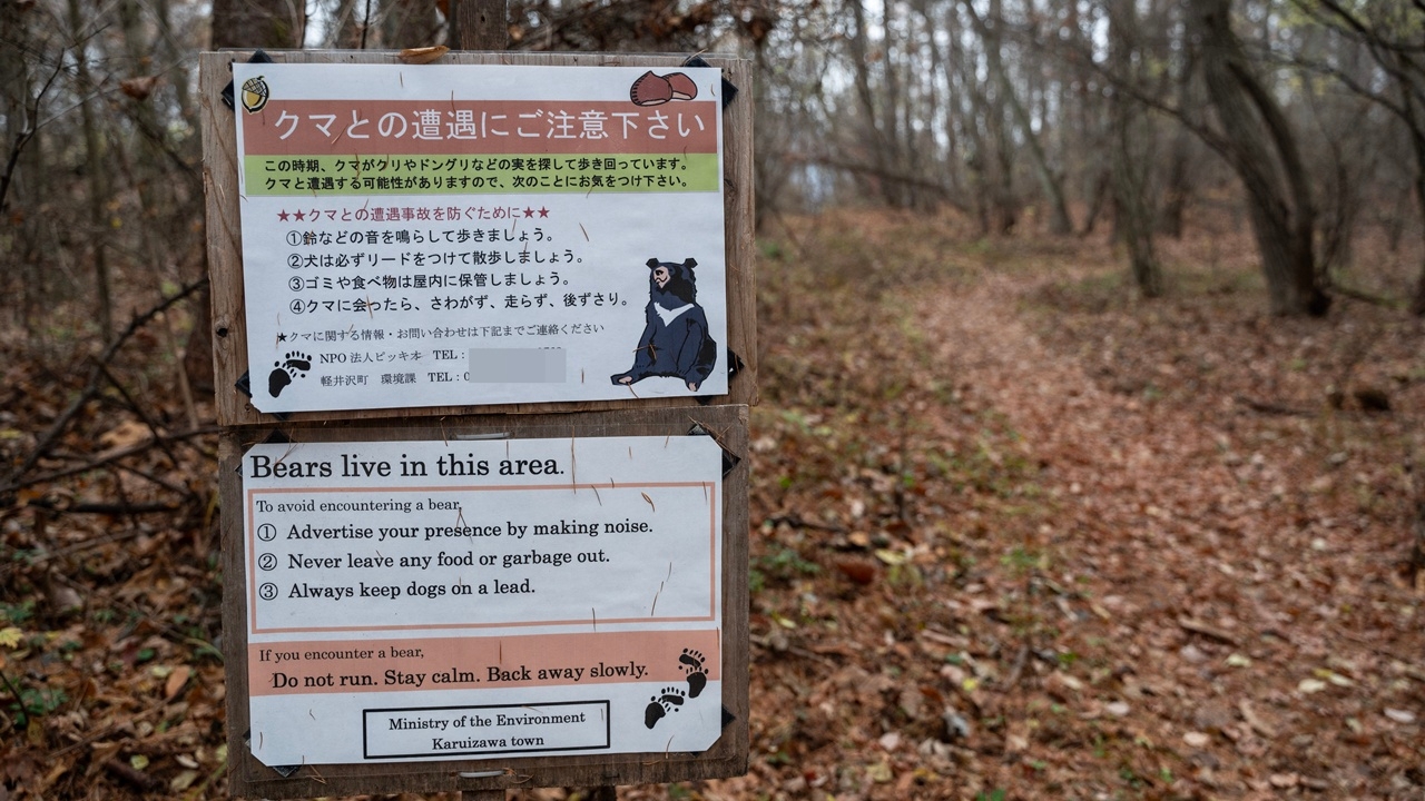 ญี่ปุ่นผวา หมีโจมตีคนอีก ดับ 1 ศพ สูญหายอีก 1 ราย