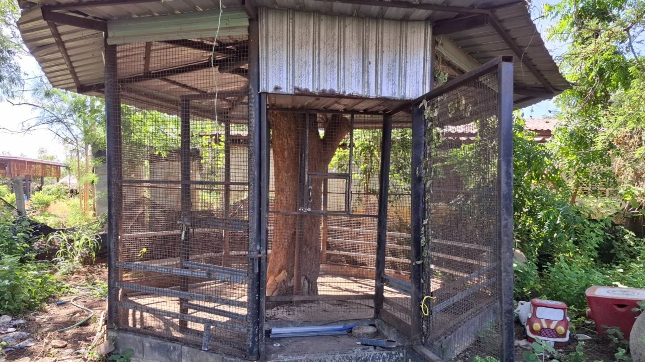 สั่งดำเนินคดี อินฟลูฯ เจ้าของสิงโตหลุดทำร้ายเด็ก ยึด-เรียกเก็บค่าเลี้ยงดูตลอดชีวิต