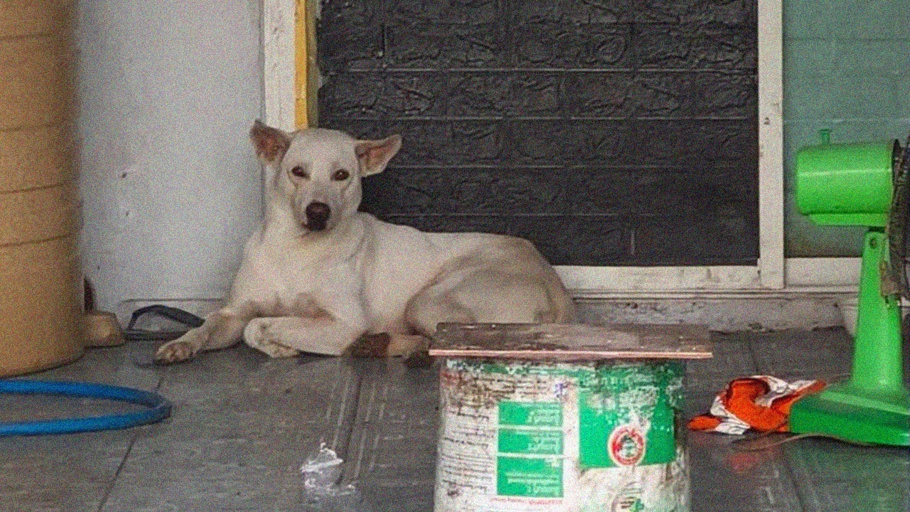 นมสดหาบ้านใหม่ เฝ้าหน้าประตูไม่ห่าง เจ้าของหนีค้างค่าเช่า 2 เดือน ถูกทิ้งมาแล้ว 2 ครั้ง