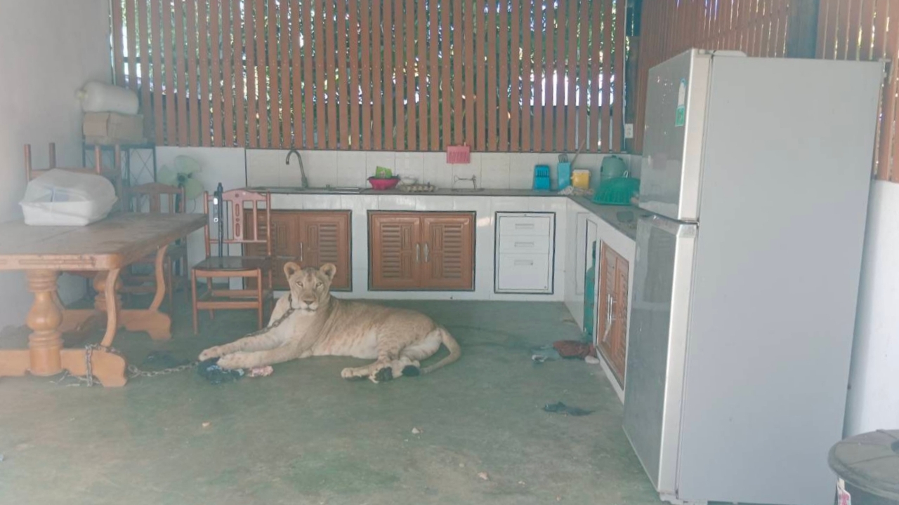 เจ้าหน้าที่ยึด "สิงโต" ของอินฟลูฯ หลังหลุดจากบ้านขย้ำเด็กวัย 11 ขวบ ส่งบึงฉวาก