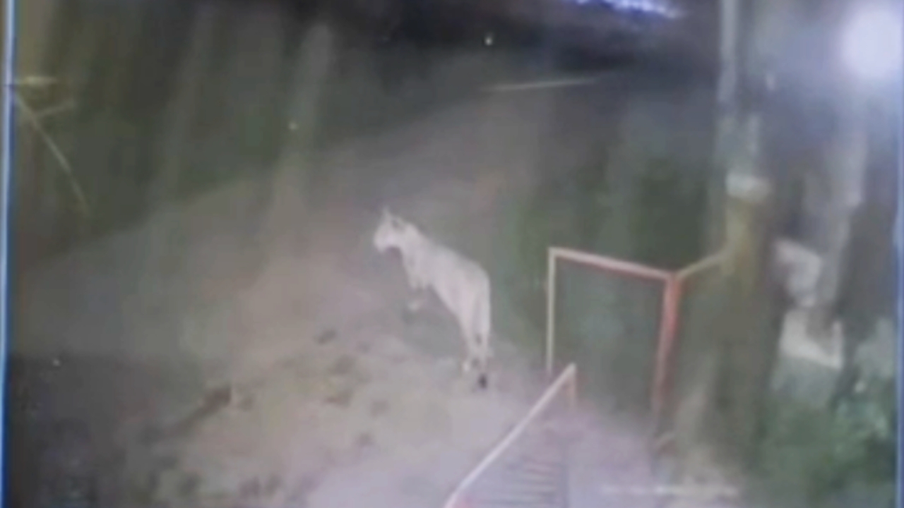 เปิดนาที “สิงโต” เดินออกจากบ้านหลังโซ่ที่ล่ามหลุด ก่อนไปทำร้ายเด็กวัย 11 ขวบ