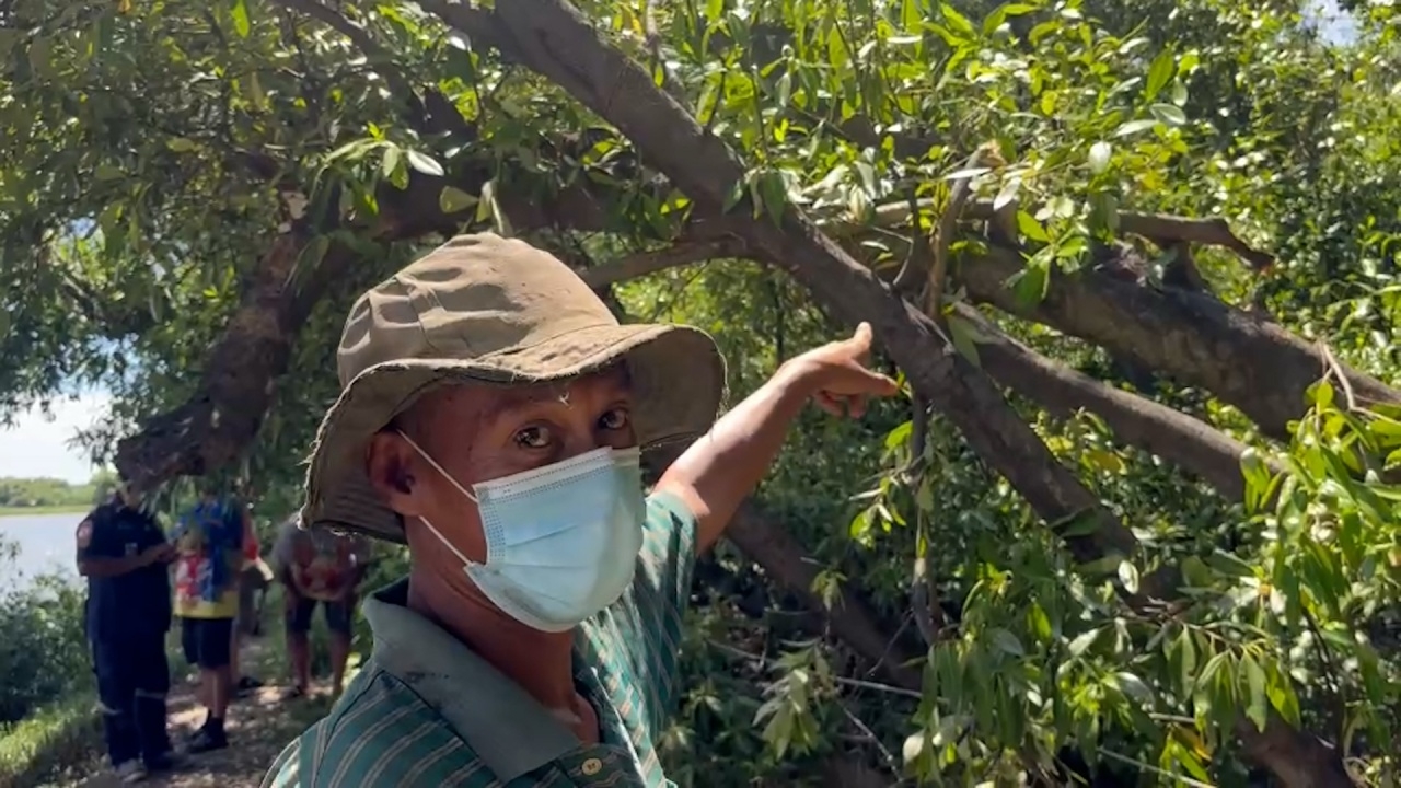 หนุ่มถูกมดตะนอยกัด รีบหนีลงจากต้นไม้ ก่อนล้มฟุบ ชักเกร็ง เสียชีวิต