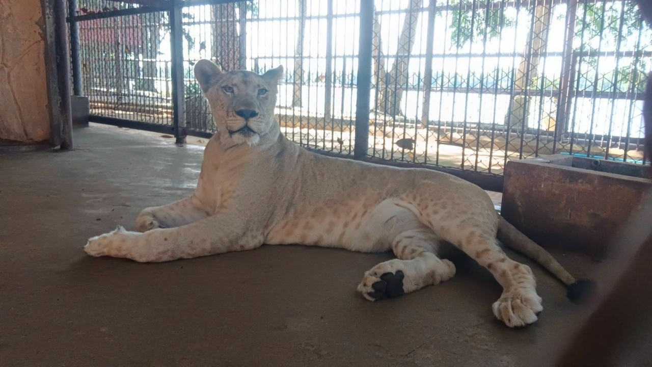 ตรวจร่างกาย สิงโต “มเหสี” พบถุงน้ำที่ข้อศอกของขาหน้า กินอาหารได้ แต่ไม่หมด