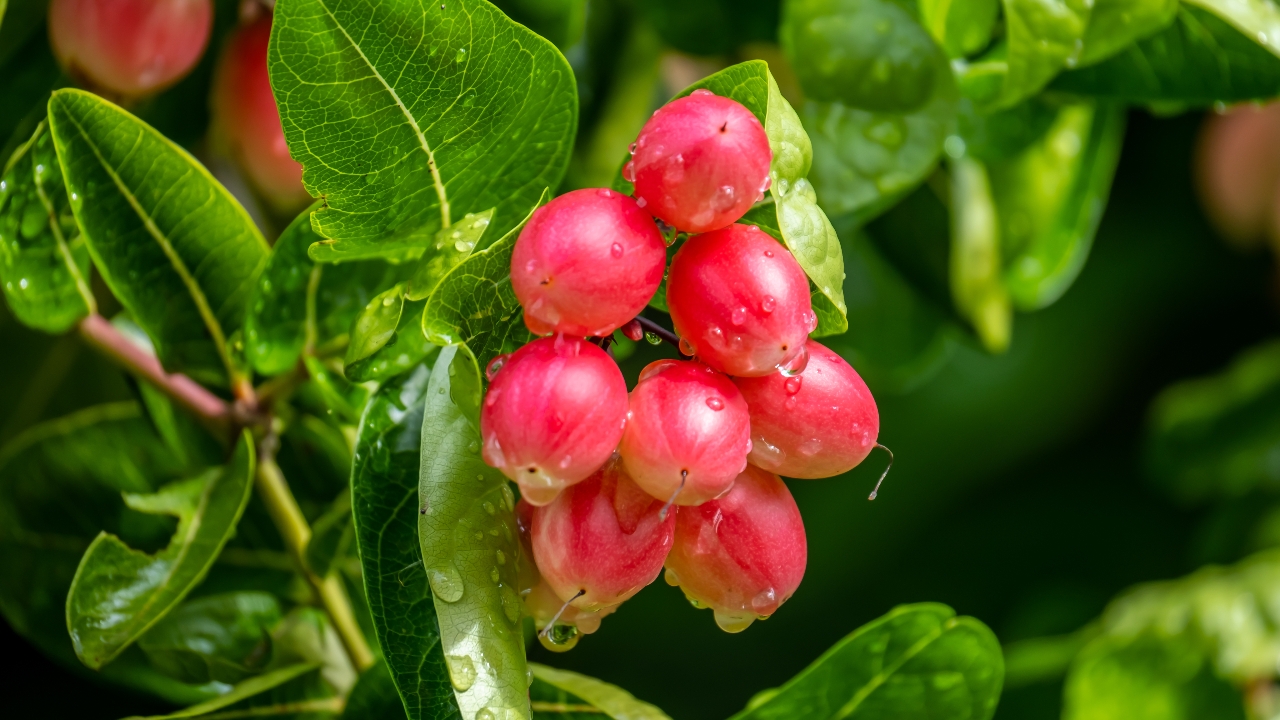 "มะม่วงหาว มะนาวโห่" เปิดสรรพคุณเด่น พร้อมไอเดียทำเมนูอะไรได้บ้าง