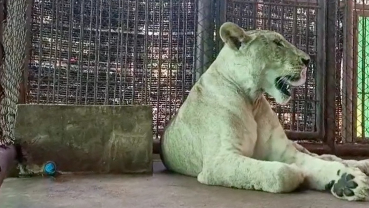 "มเหสี" เริ่มปรับตัวเข้ากับ 2 พี่เลี้ยง ทานอาหารที่เตรียมให้ได้ ยกเว้นโครงไก่