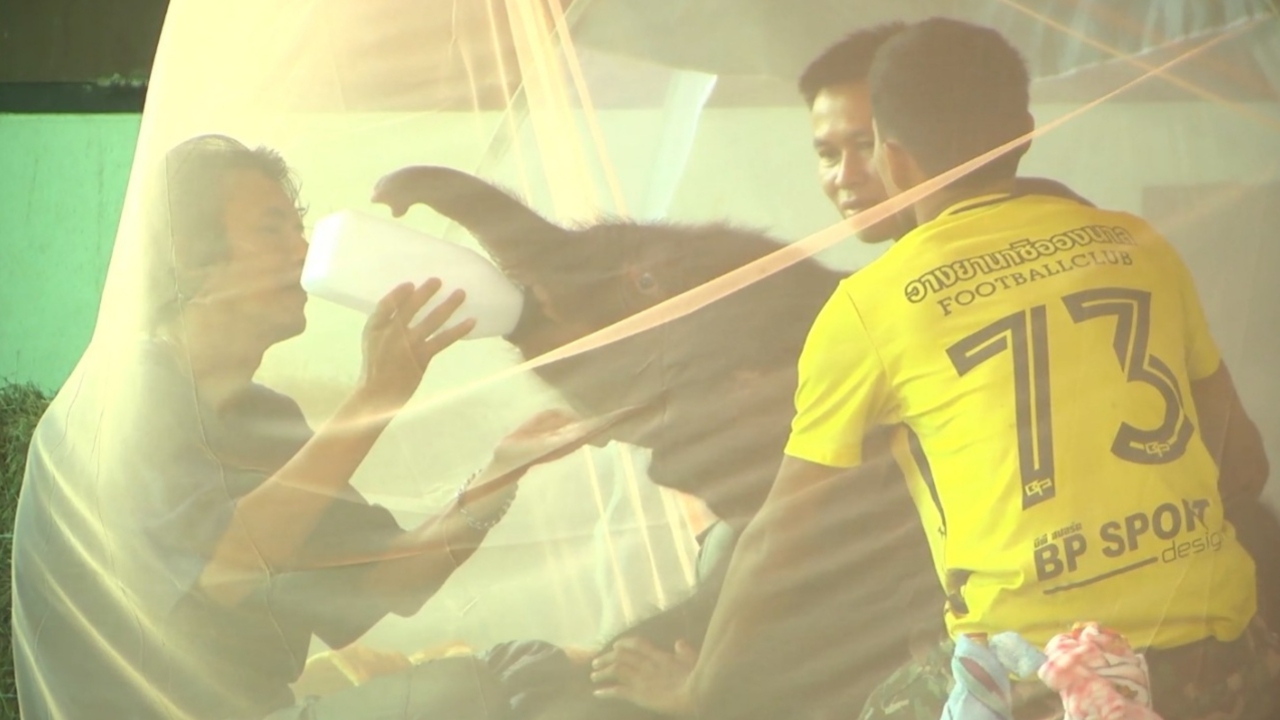 เปิดผลตรวจสุขภาพ "น้องข้าวต้ม" ลูกช้างป่าพลัดหลง เร่งหาแนวทางการรักษา