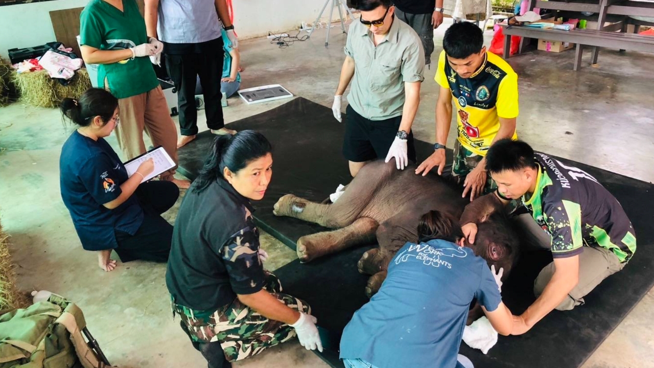 "น้องข้าวต้ม" ลูกช้างป่าพลัดหลง พบภาวะโครงสร้างร่างกายผิดปกติแต่กำเนิด