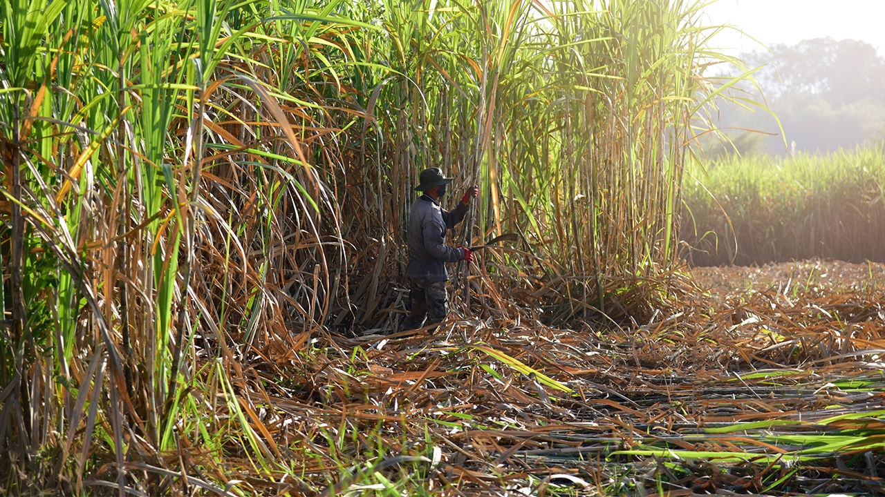 สอน. ปั้นชาวไร่อ้อยสู่ผู้ประกอบการพันธุ์ใหม่ ยกระดับอาชีพชาวไร่อ้อย