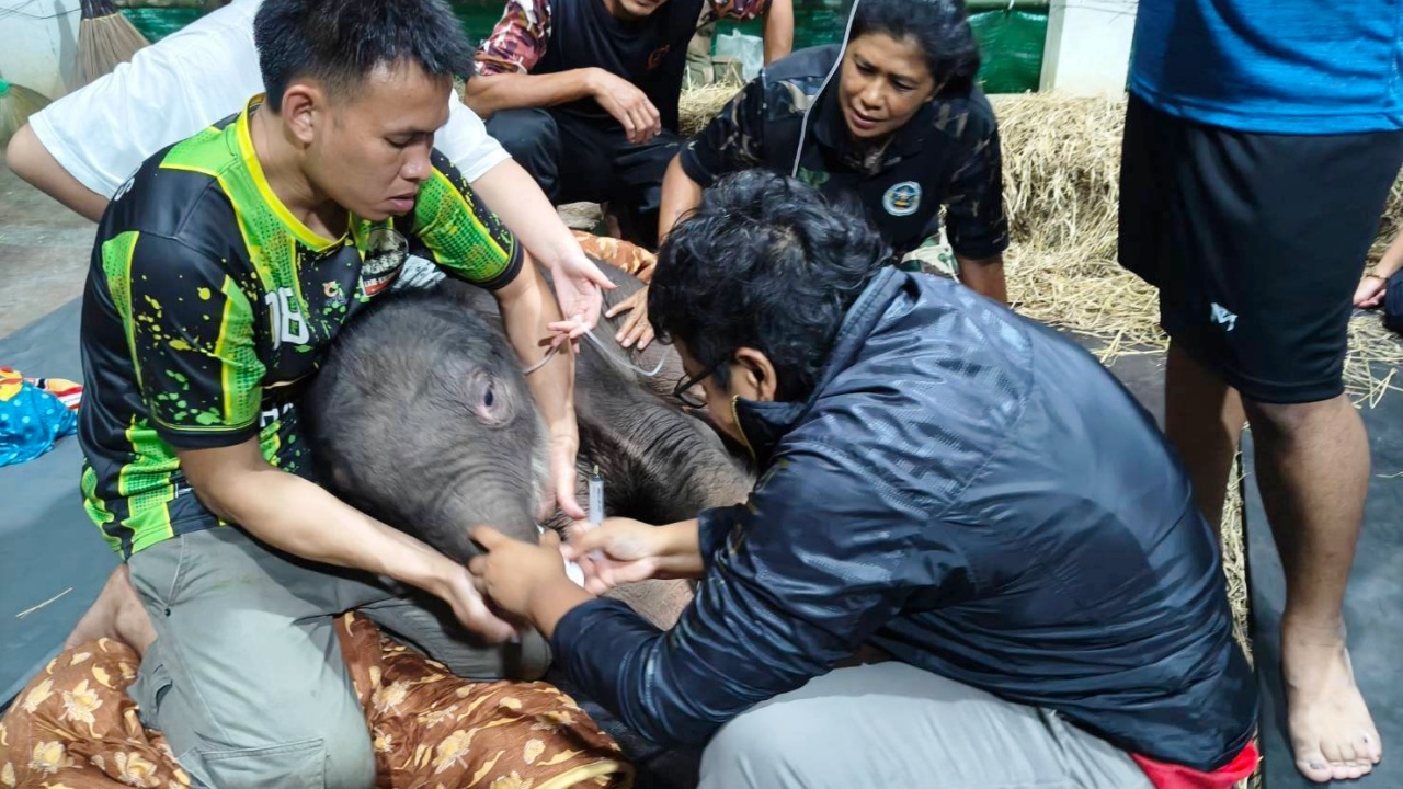 อัปเดต "น้องข้าวต้ม" ลูกช้างป่าพลัดหลง อาการดีขึ้น พยายามจะลุกขึ้นยืนได้เอง